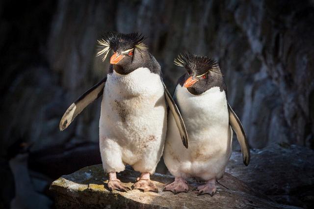 016 Falklandeilanden, New Island, zuidelijke rotspinguins.jpg